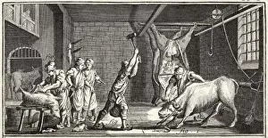 Butchery Prints: French Butcher W / a Bull