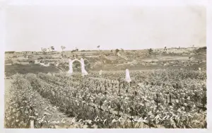 The French Cemetery at Cape Helles, Dardanelles
