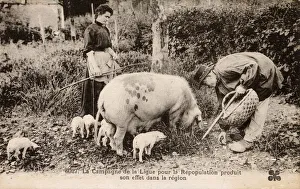 French Countryfolk and their Pigs French Countryfolk and their Pigs