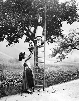 Unspecified Prints: French Fruit Pickers