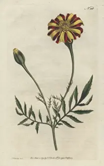 Williamcurtis Prints: French marigold or spreading tagetes, Tagetes patula
