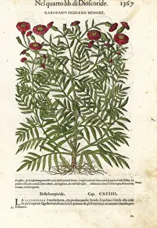 French marigold, Tagetes patula