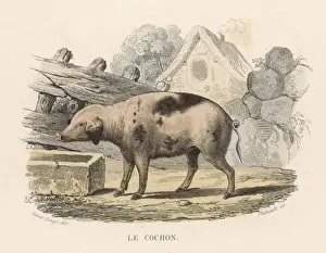 FRENCH PIG