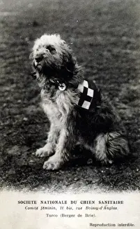 Chien Prints: French Red Cross Dog