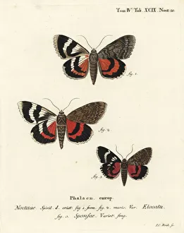 Christoph Collection: French red underwing and dark crimson underwing variety
