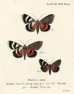 Moths Gallery: French red underwing and dark crimson underwing variety