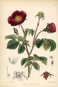 Fragrance Prints: French rose or Provins rose, Rosa gallica