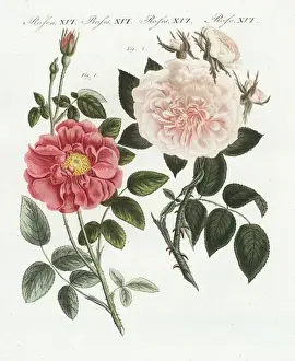 Handcoloredcopperplate Prints: French rose, Rosa gallica, and flesh pink rose