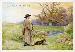 French Shepherd