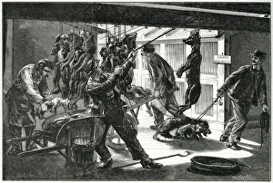 Stray Gallery: FRENCH STRAYS DESTROYED
