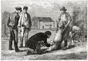 Vaccination Collection: French vet and a sheep