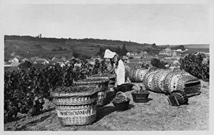 Vine Yard Gallery: A French woman picking grapes in a vineyard