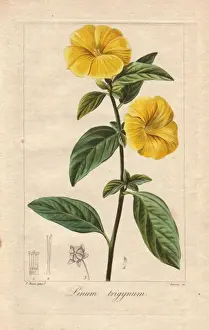 Mordantdelaunay Prints: French or yellow flax, Linum trigynum