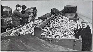 Images Dated 14th July 2021: Fresh herring being loaded upon trucks. Date: November 1910