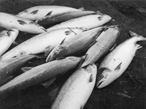 Images Dated 17th May 2011: Fresh Salmon Catch