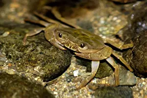 Waits Prints: Fresh-water crab (unidentified) waits for prey