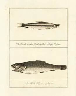 Narrative Collection: Freshwater barracuda and wolf fish