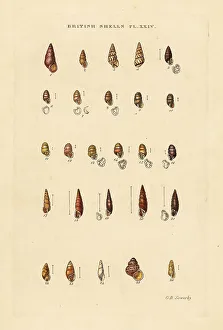 Pupa Prints: Freshwater long snails, Bulimus, Pupa, Balea, etc