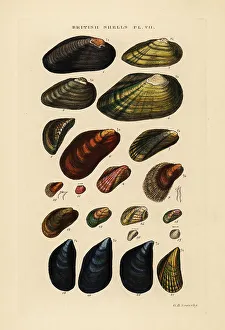 Gastropod Prints: Freshwater and marine mussels