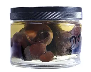 Freshwater snails