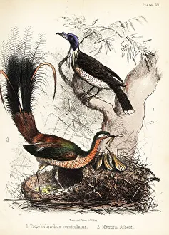 Ornithologist Prints: Friarbird and lyrebird