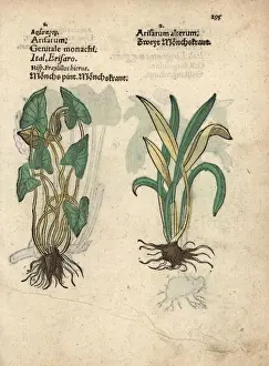 Friars Prints: Friars cowl, Arisarum vulgare