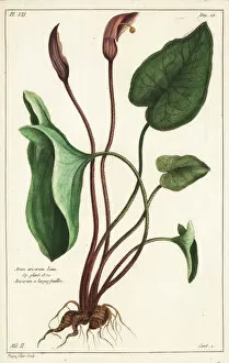 1783 Collection: Friars cowl or larus, Arisarum vulgare