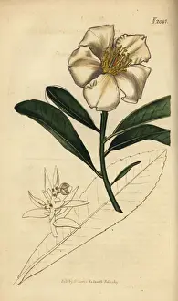 Axillaris Prints: Fried-egg plant, Gordonia axillaris (Camellia axillaris)