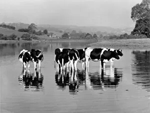Calm Gallery: Friesian cows at Rydal Water, Lake District, Cumbria