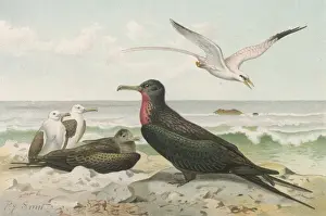 Chested Prints: Frigate Bird