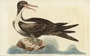 Naturalistspocketmagazine Prints: Frigate bird, Fregata magnificens