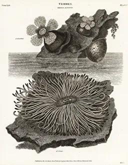 Frilled anemone, Metridium senile
