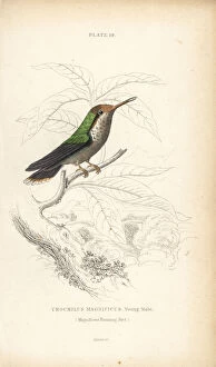 Frilled coquette, Lophornis magnificus, young male