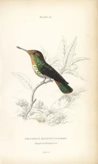 Frilled coquette, Lophornis magnificus, female