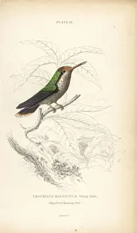 Hummingbirds Prints: Frilled coquette, Lophornis magnificus, young male