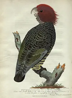 Falkland Prints: Fringe Crested Cockatoo