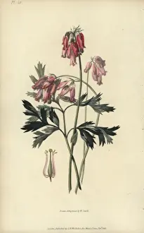 Richardmorris Prints: Fringed bleeding heart, Dicentra eximia