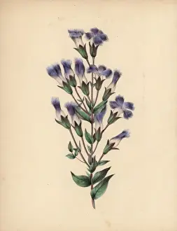 Lilac Prints: Fringed gentian with blue, lilac and white