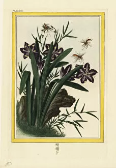 Buchoz Collection: Fringed iris or shaga, Iris japonica