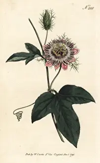 Fringed-leaved passionflower, Passiflora ciliata