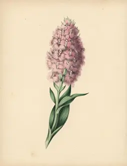 Orchis Prints: Fringed orchis with pale pink and white flowers