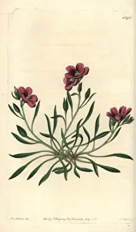 Sydenhamedwards Prints: Fringed redmaid, Calandrinia ciliata