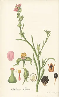 Americas Prints: Fringed redmaids, Calandrinia ciliata