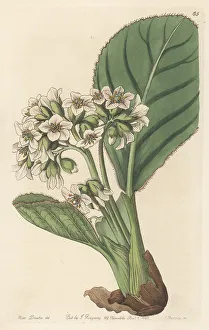 Seeds Prints: Fringed saxifrage or rockfoil, Saxifraga ciliata