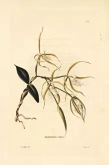 Fringed star orchid, Epidendrum ciliare