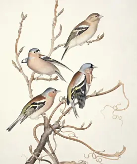 Forehead Prints: Fringilla coelebs, chaffinch