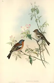 Fringilla coelebs, chaffinch
