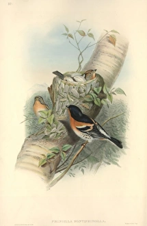 Fringilla montifringilla, brambling