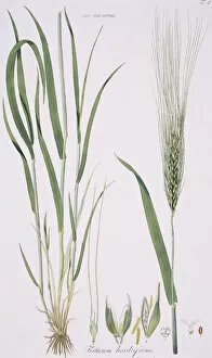 Monocotyledon Collection: Friticum hordeiforme, wheat