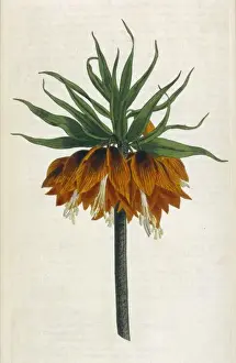 Fritillaria Imperialis